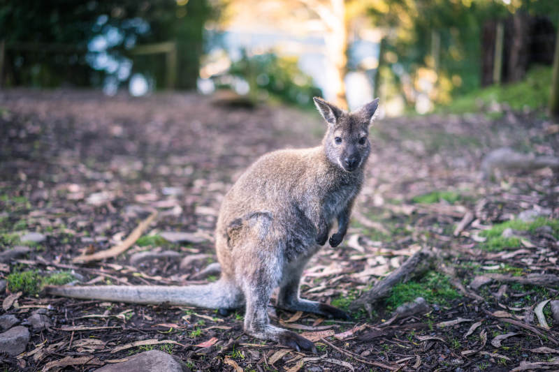 袋鼠静立林间图片