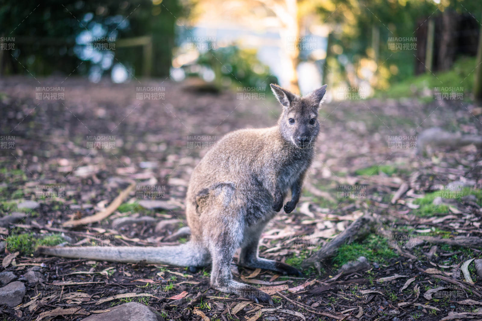 袋鼠静立林间图片