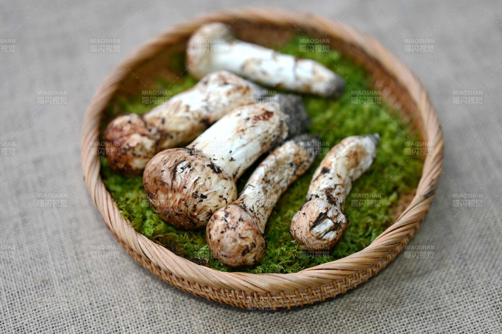 松茸置于青苔篮中图片