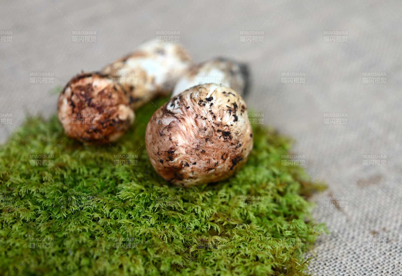 松茸静置于青苔之上图片