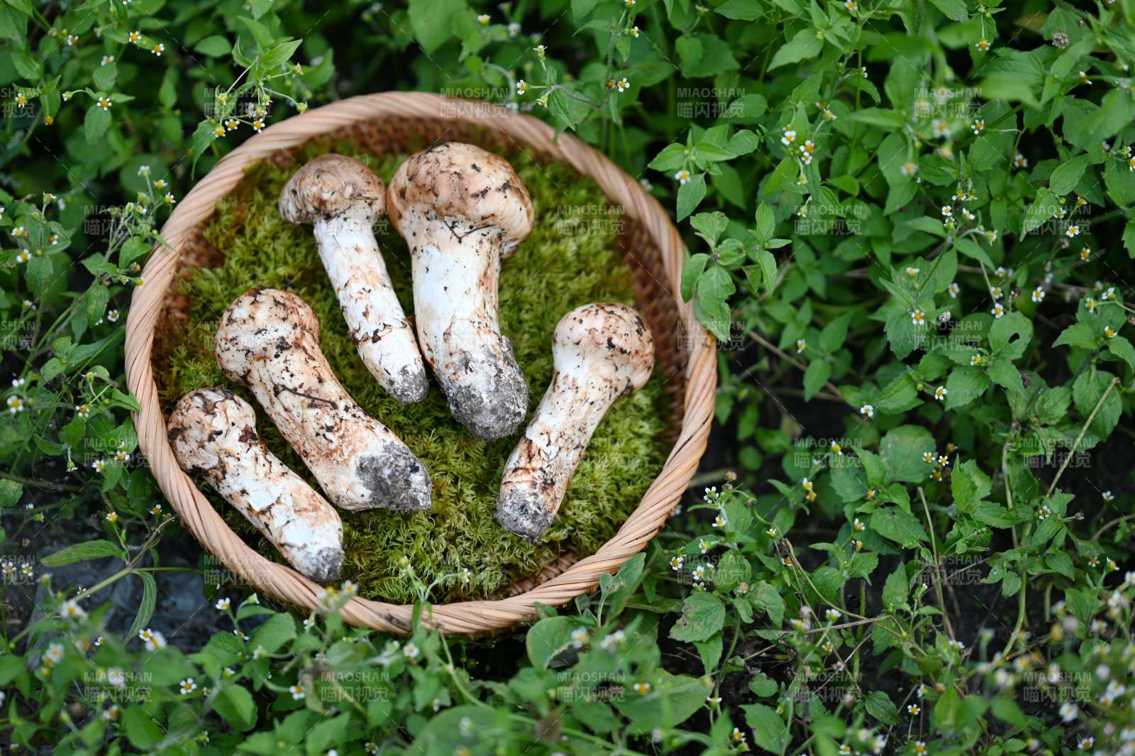 篮中松茸图片