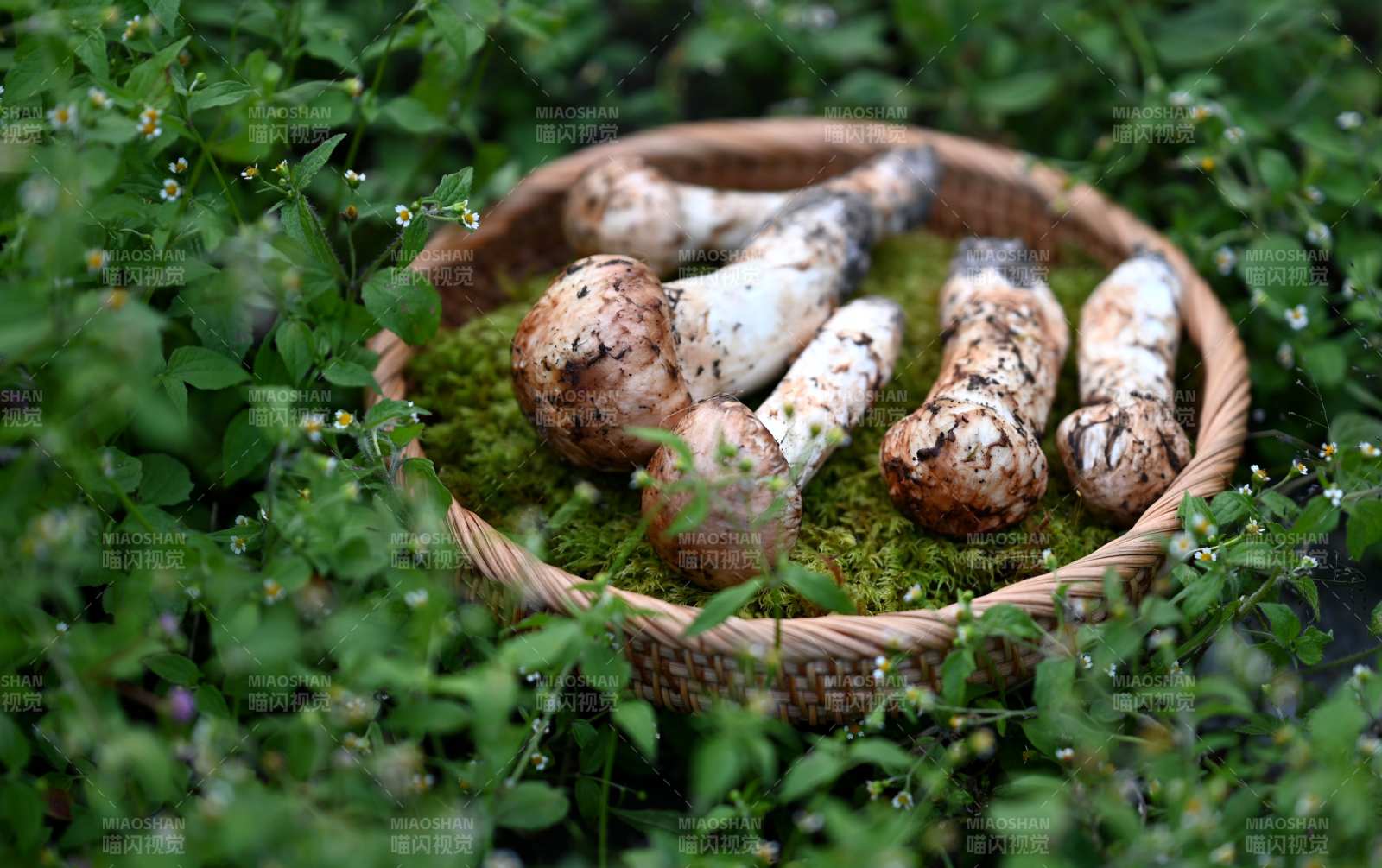 篮中野菇静谧自然图片
