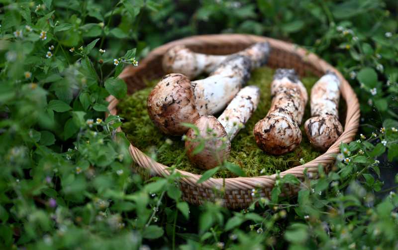 篮中野菇静谧自然图片