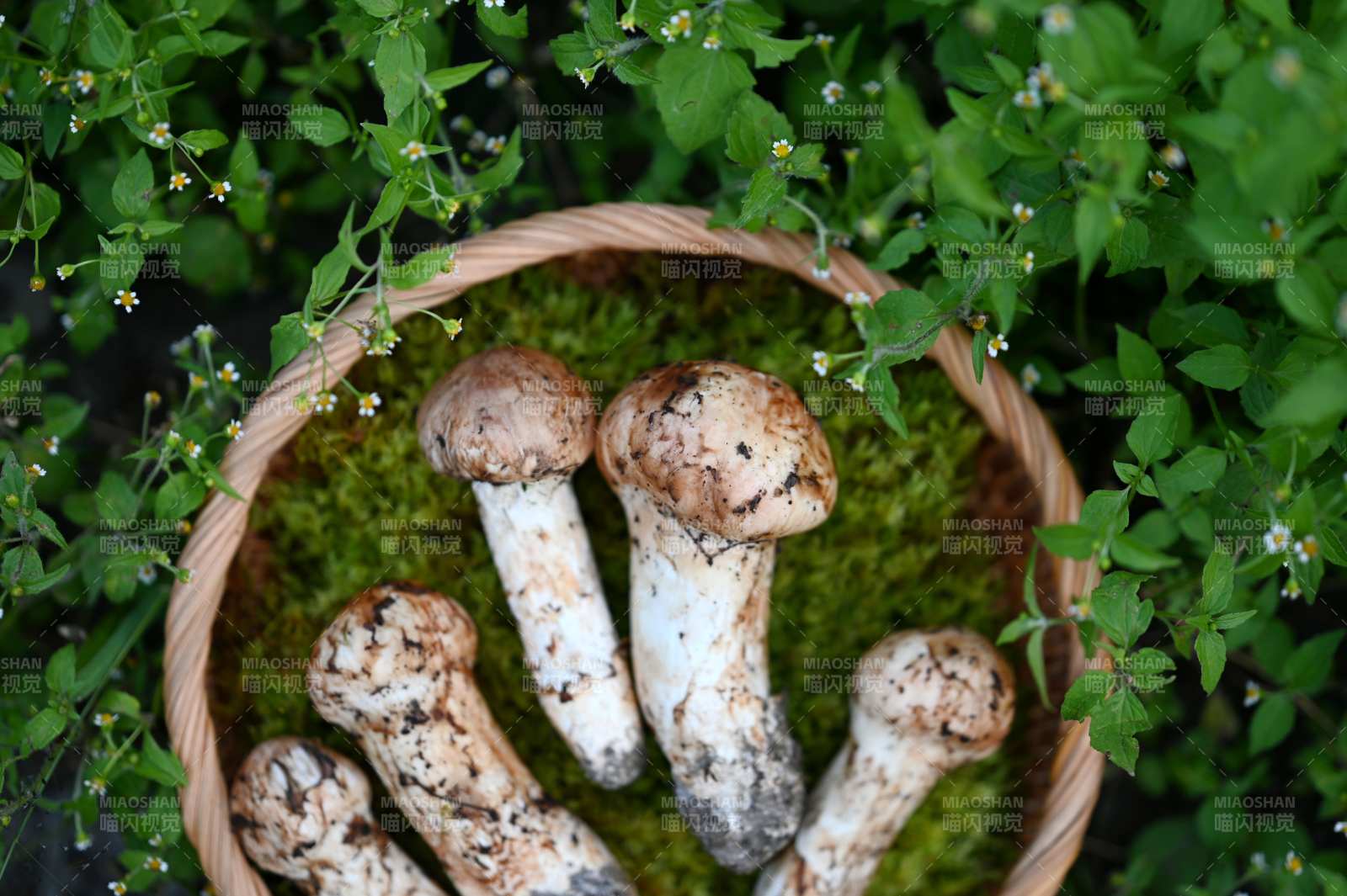 篮中松茸图片