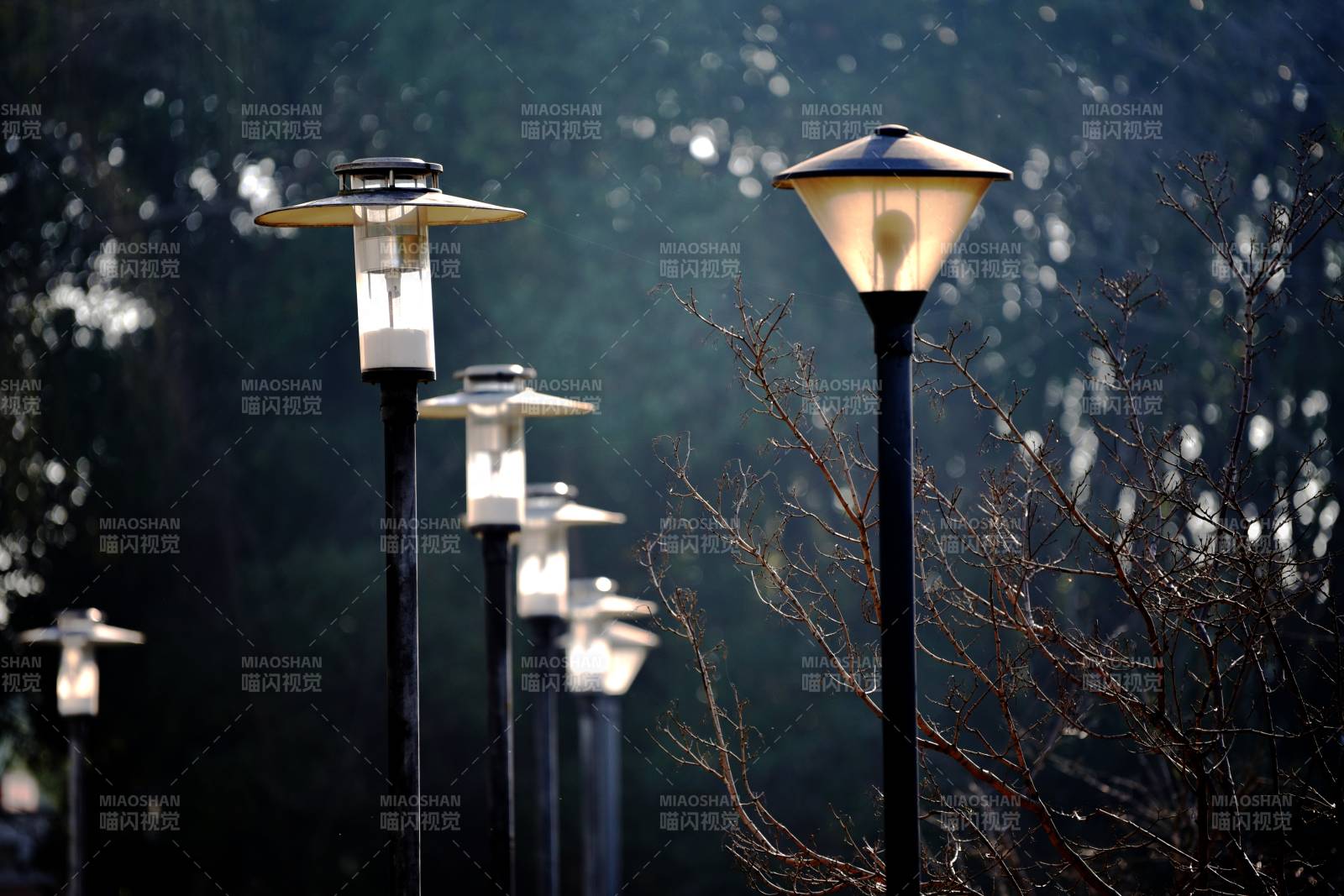 夜灯映林影图片