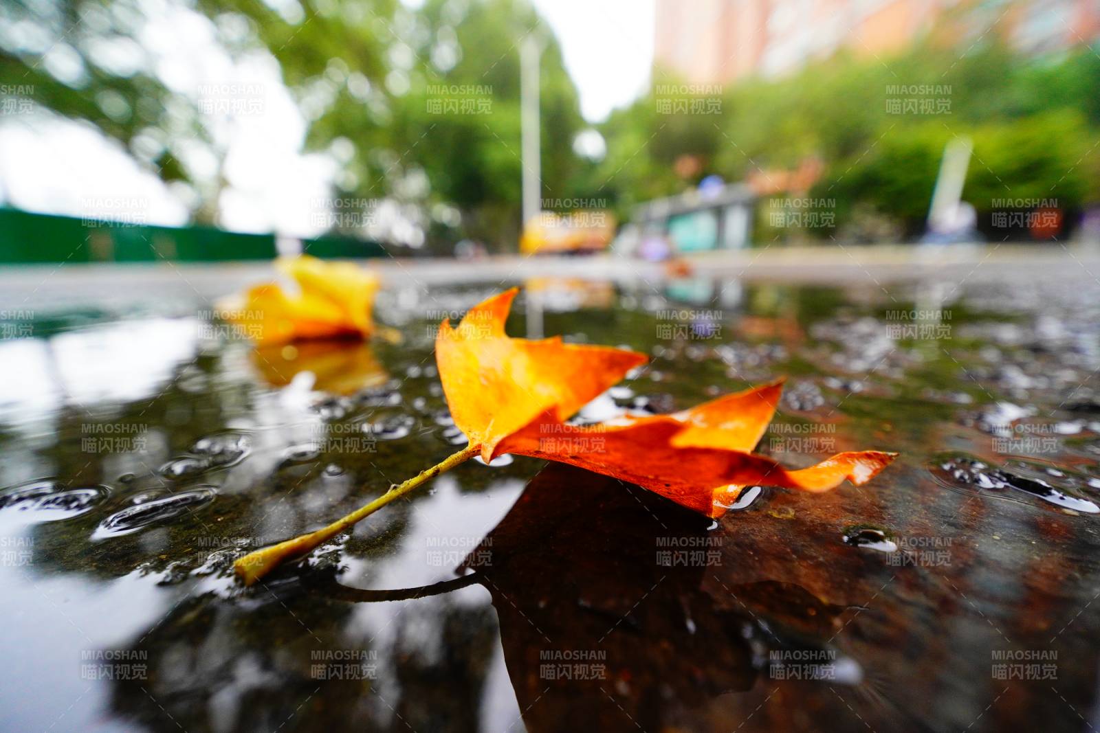 秋叶落水 静谧秋景图片