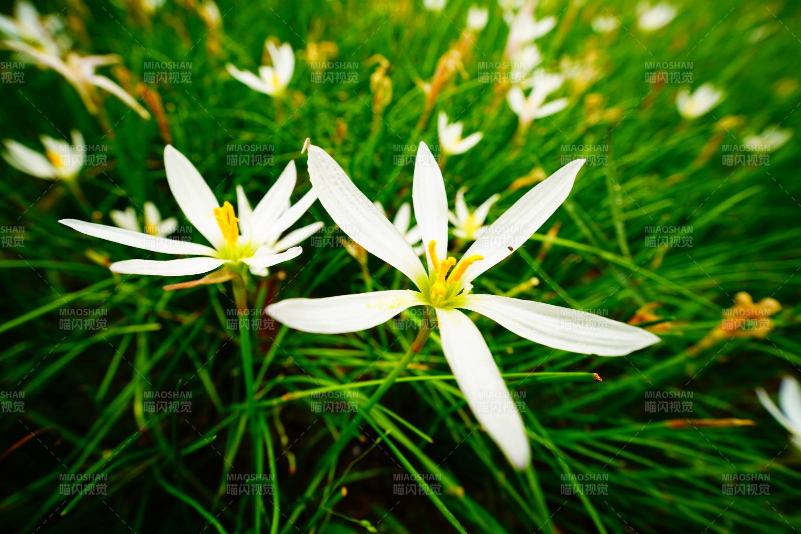 葱莲绿草丛中绽放图片