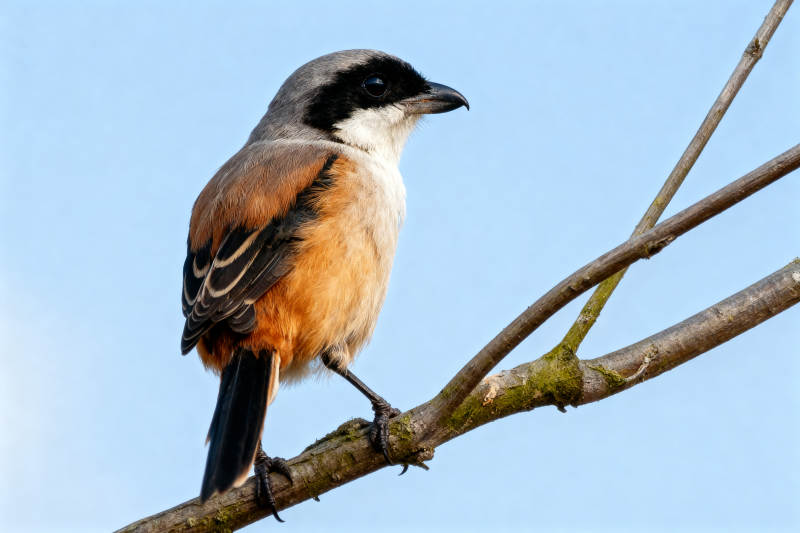 棕背伯劳栖息枝头图片