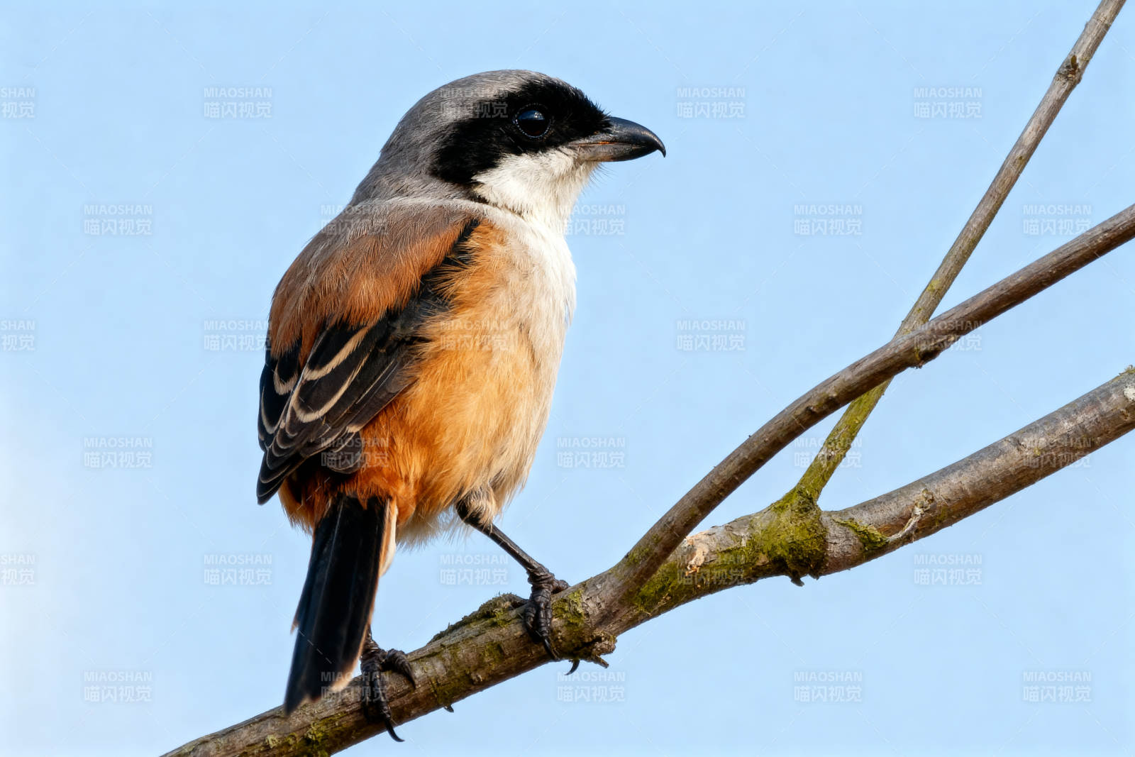 棕背伯劳栖息枝头图片