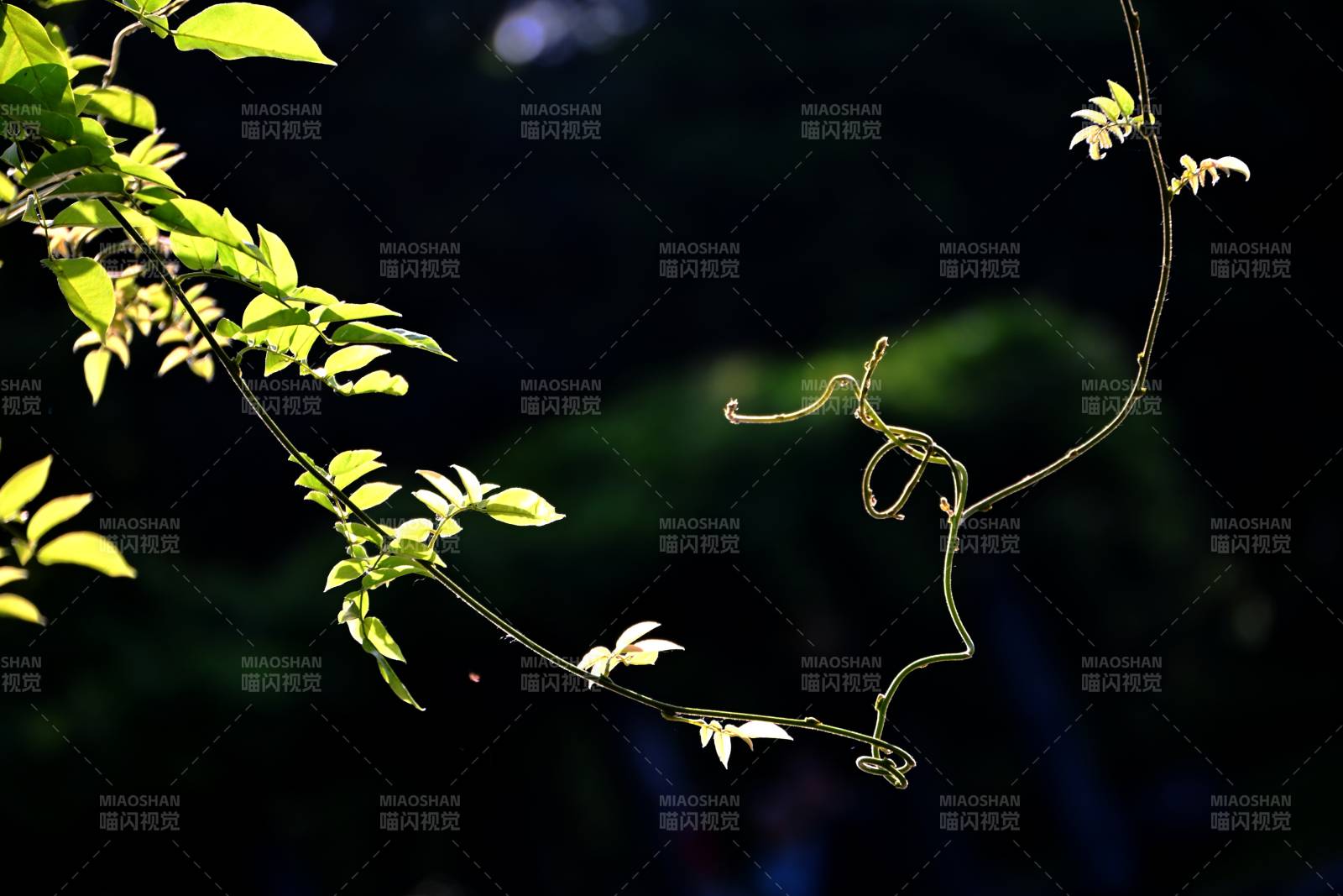 藤蔓轻舞绿意间图片