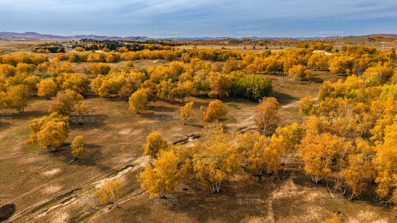 乌兰布统秋林金黄 大地如画图片