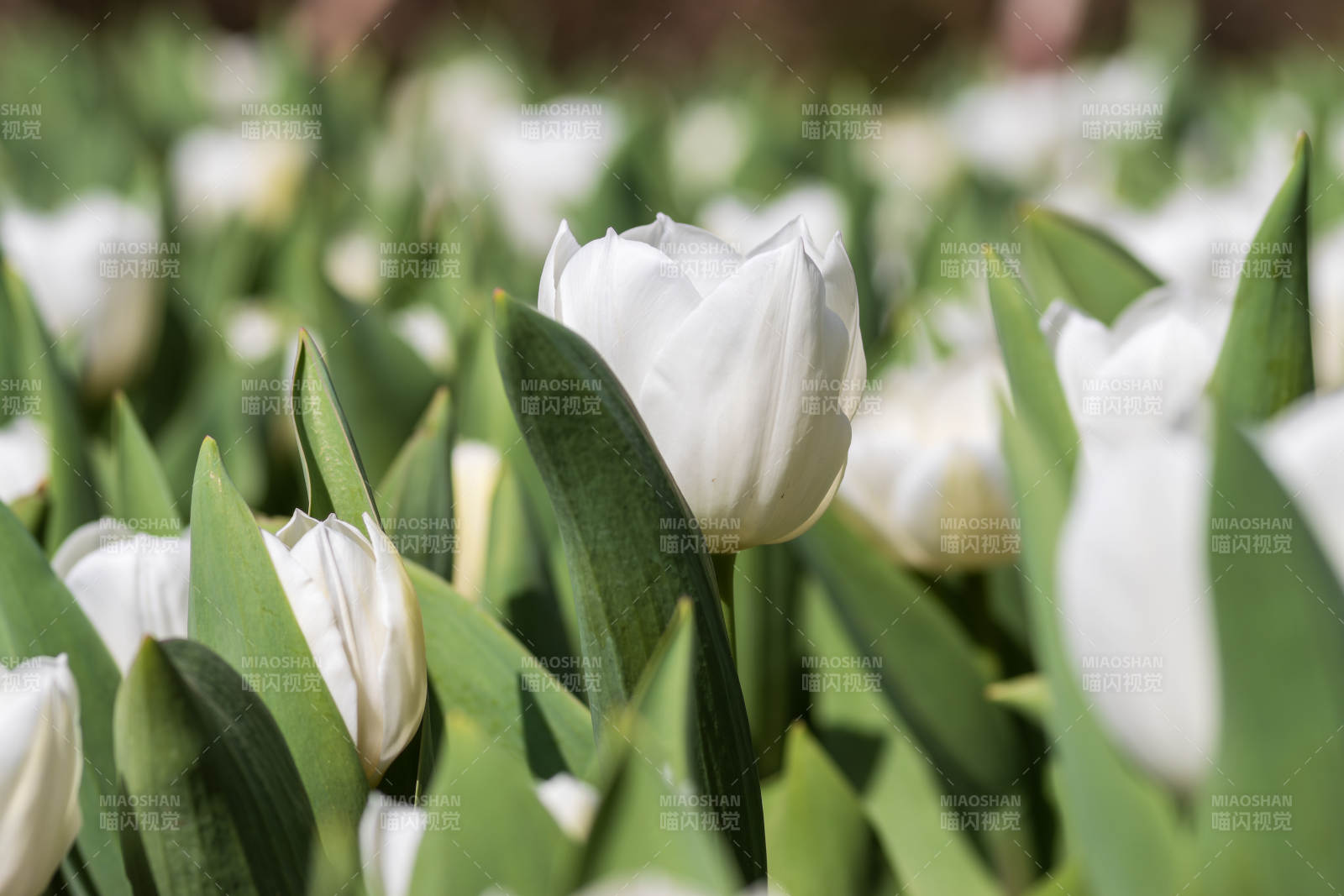 白郁金香绽放图片