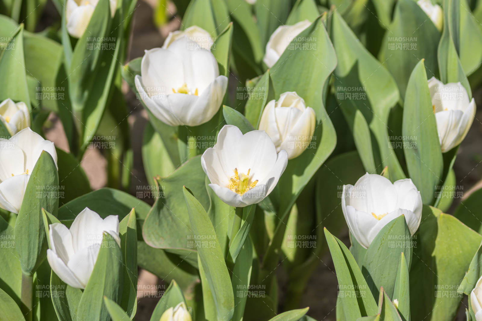 洁白郁金香绽放图片