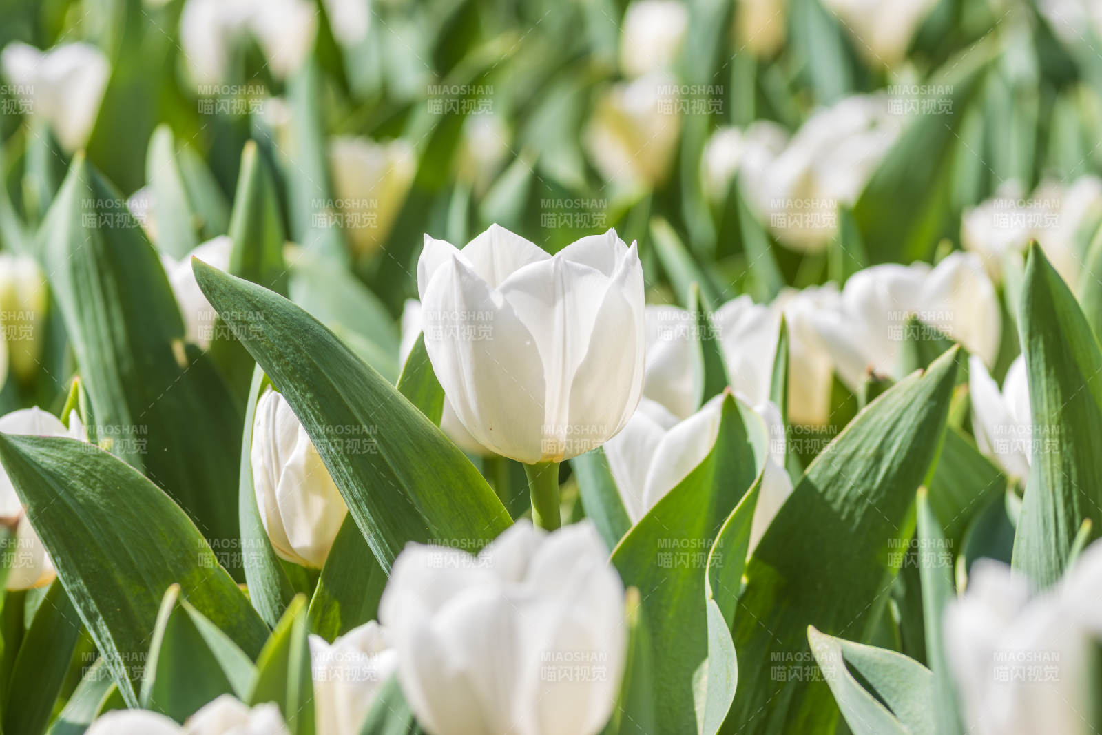 白郁金香花海图片
