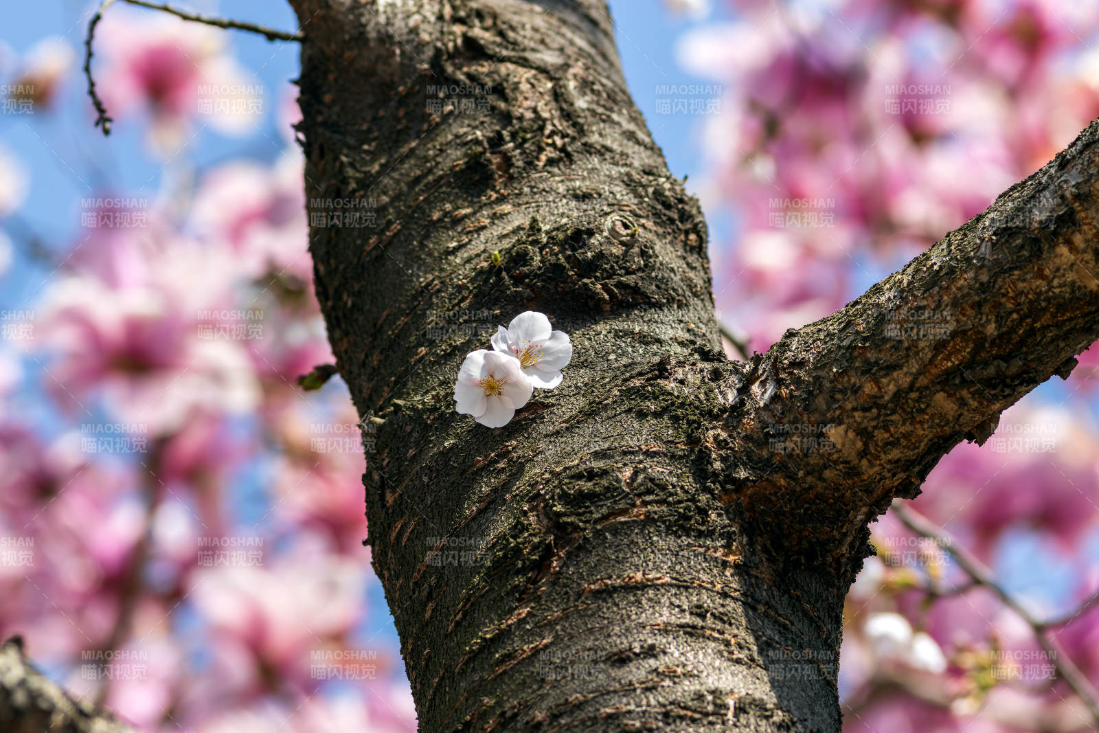 樱花树干上的白花图片