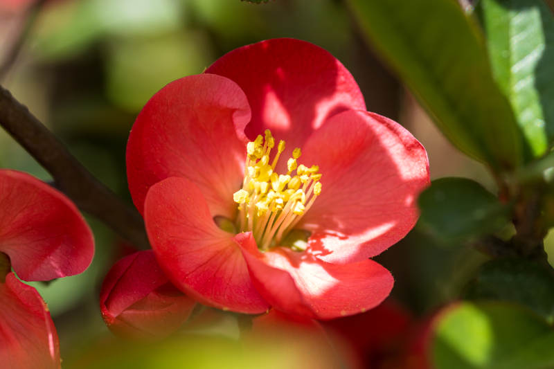 贴梗海棠绽放春意浓图片