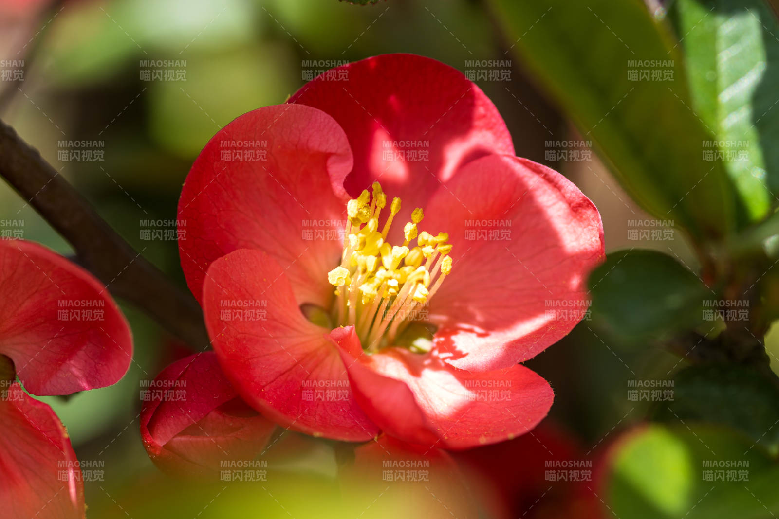 贴梗海棠绽放春意浓图片