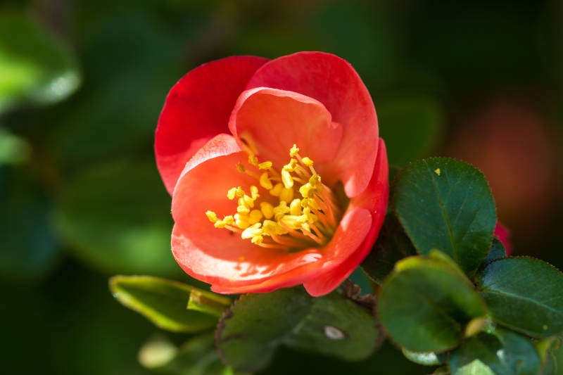 贴梗海棠绽放 春意盎然图片