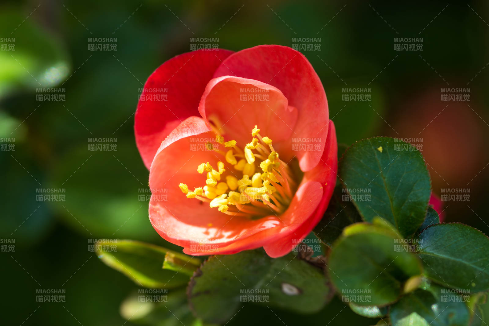 贴梗海棠绽放 春意盎然图片