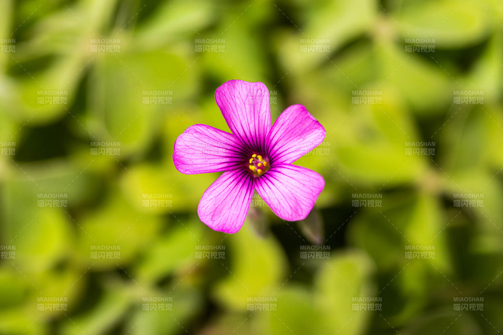 红花酢浆草图片
