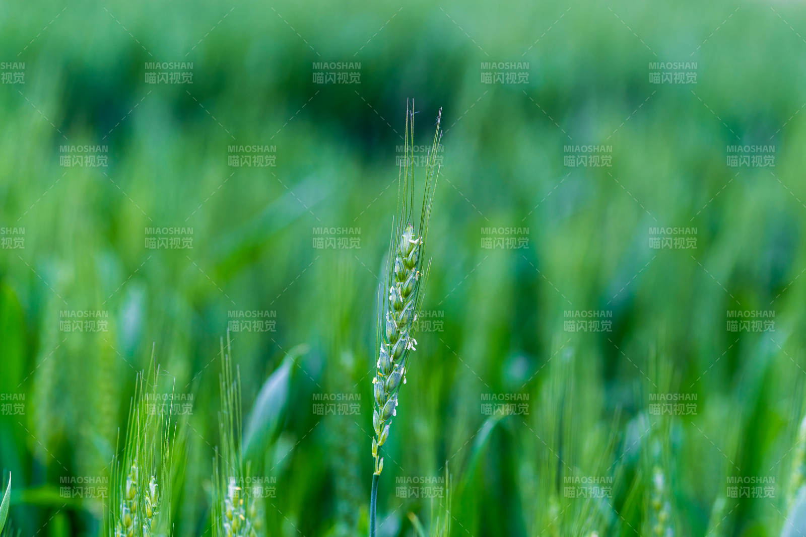 绿野麦穗初绽图片
