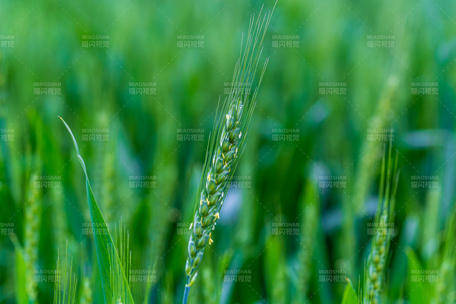 绿野麦穗生机盎然图片