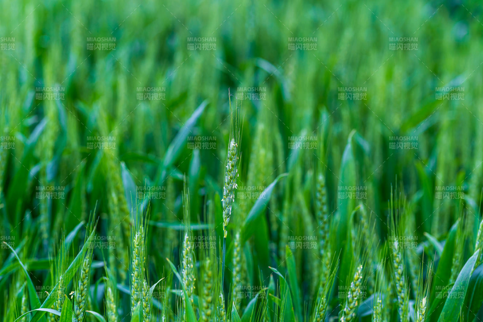 绿野麦浪图片