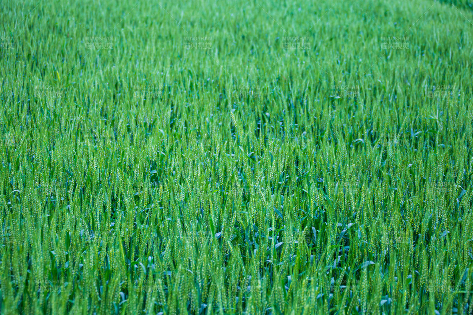 绿意盎然的麦田图片