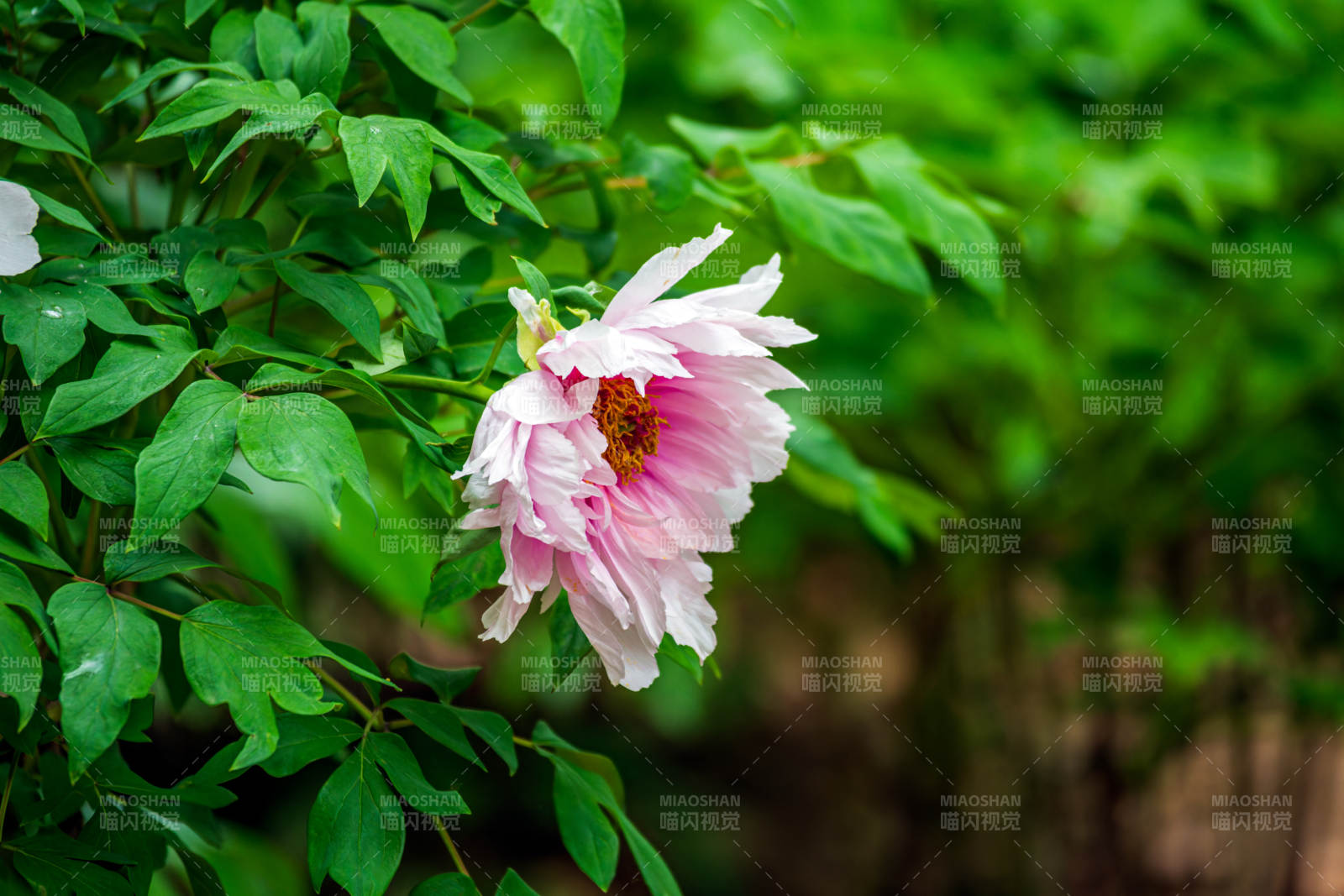 粉牡丹绽放枝头图片