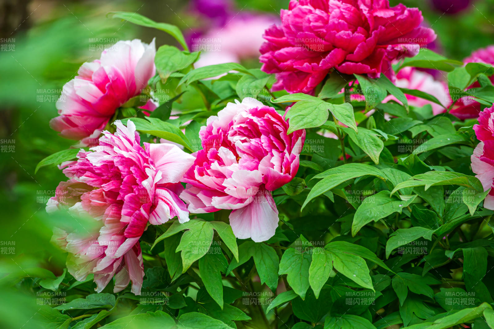 牡丹盛开 娇艳欲滴图片