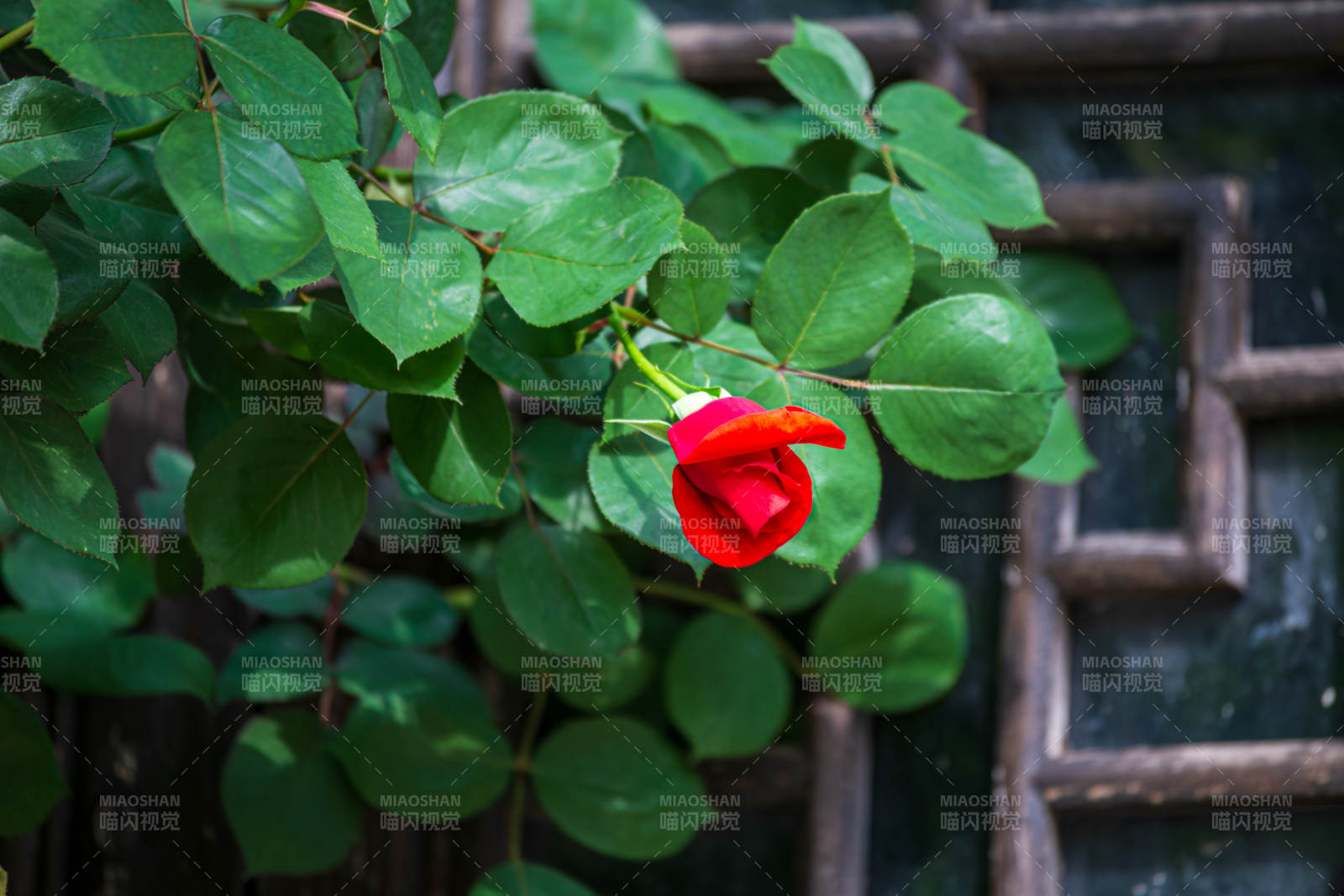 红玫瑰绽放于绿叶间图片