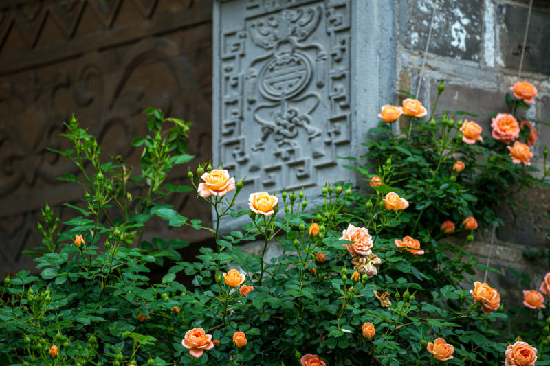 玫瑰映古墙图片