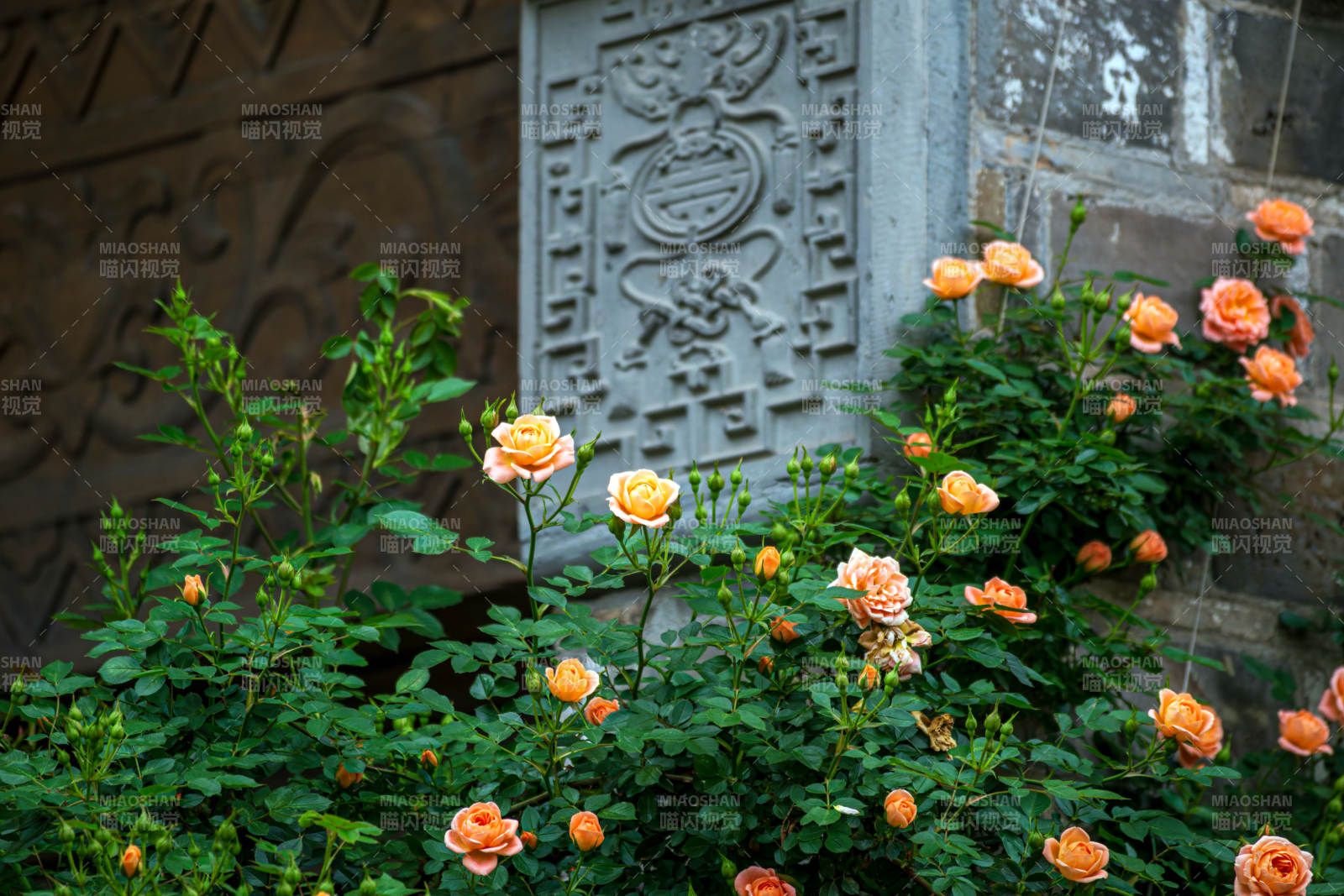 玫瑰映古墙图片