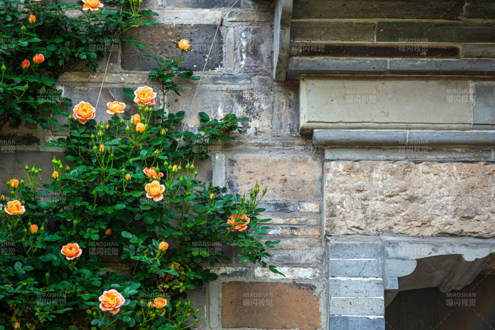 墙边玫瑰绽放图片