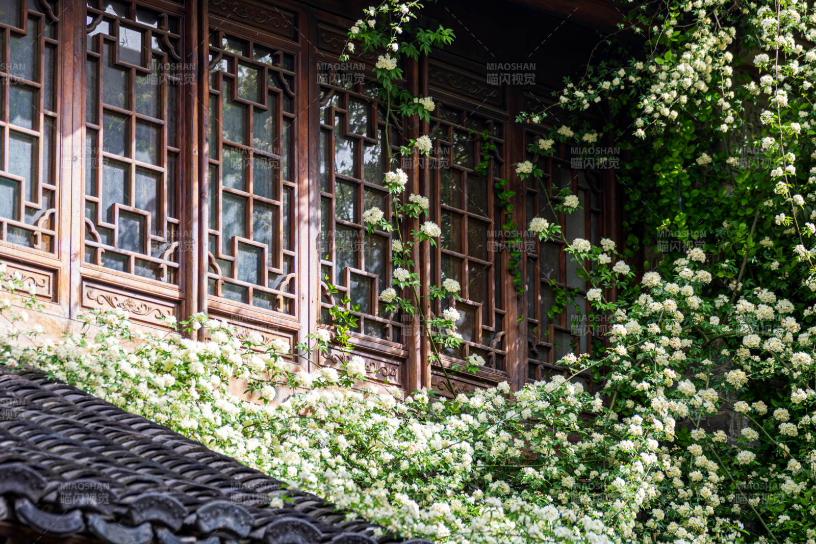 木香花花窗映翠 春意盎然图片