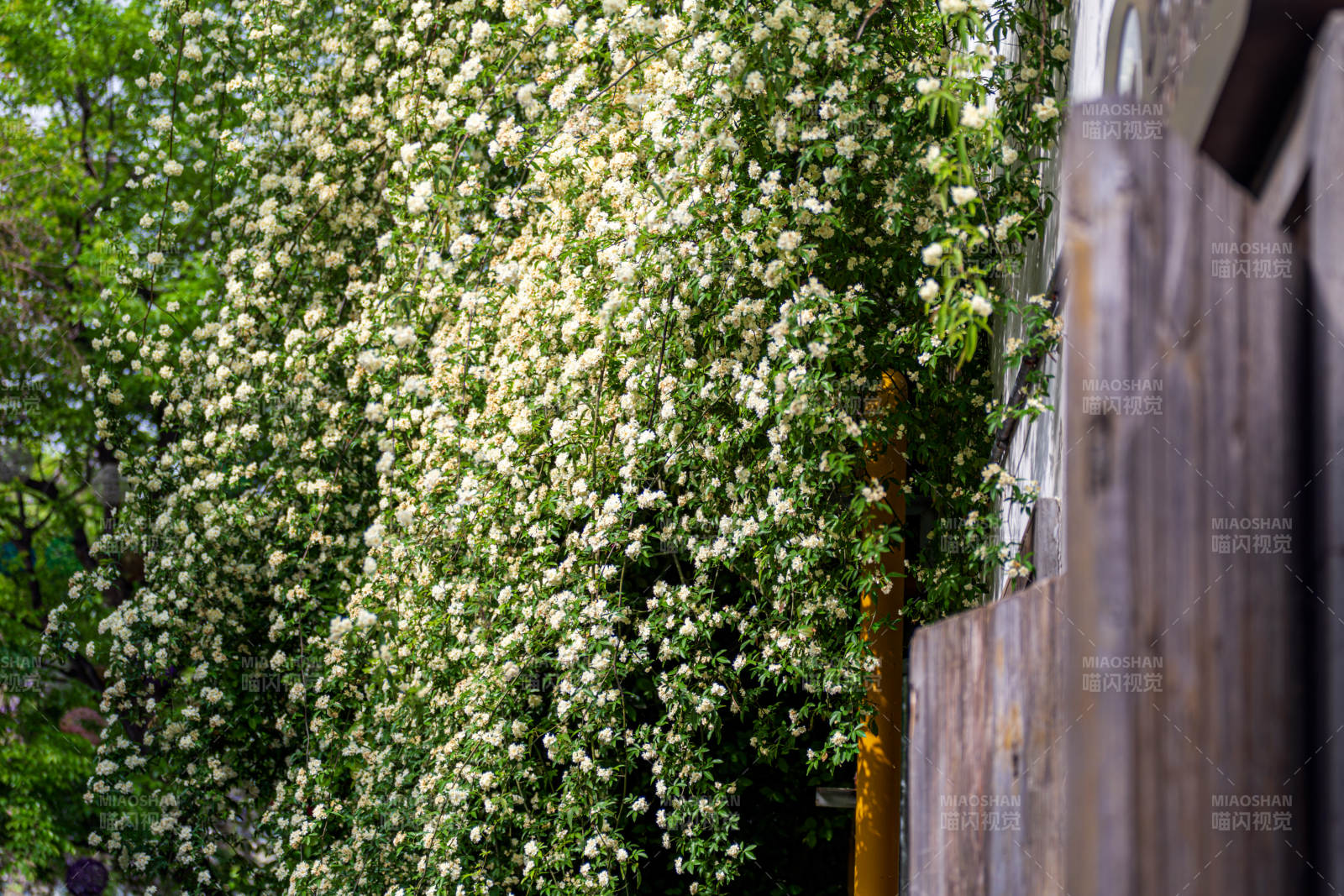 木香花绽放春意浓图片