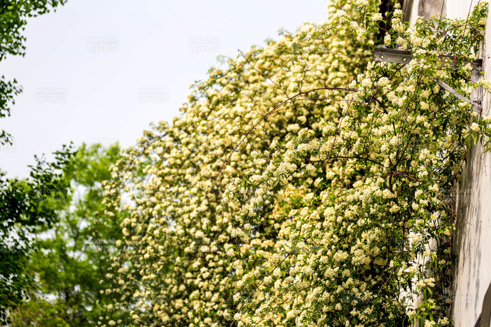 木香花绽放春意浓图片