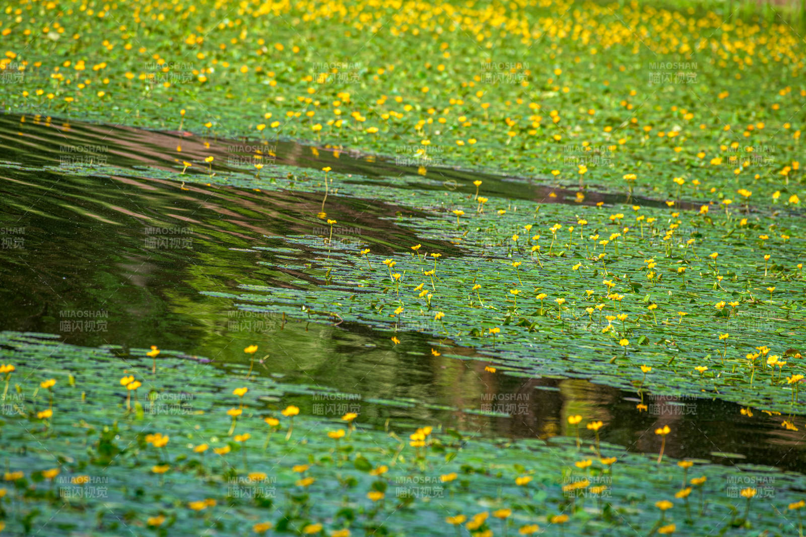 黄花浮水映绿波图片