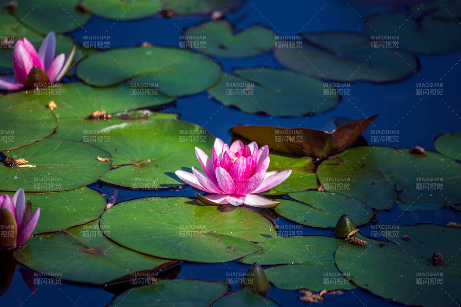 荷花映水 静谧之美图片