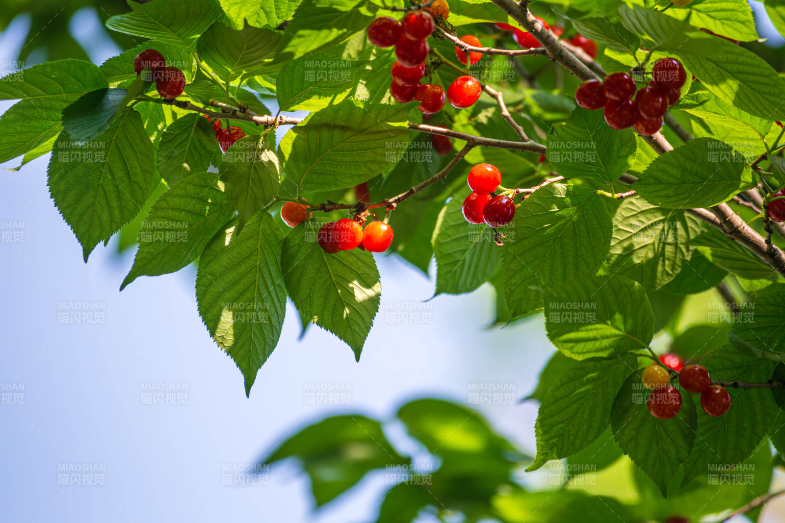 樱桃挂枝头图片