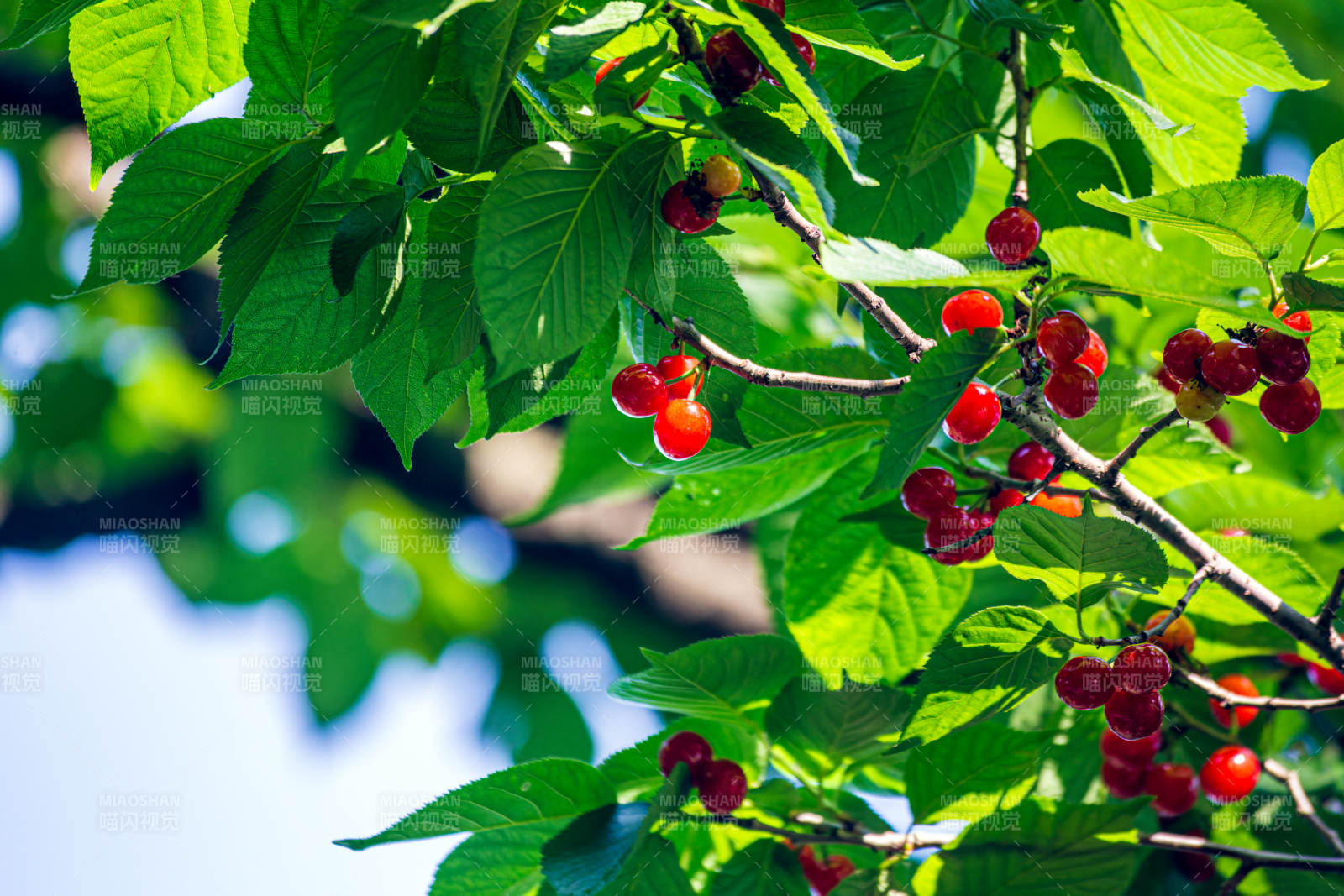 樱桃挂枝头图片