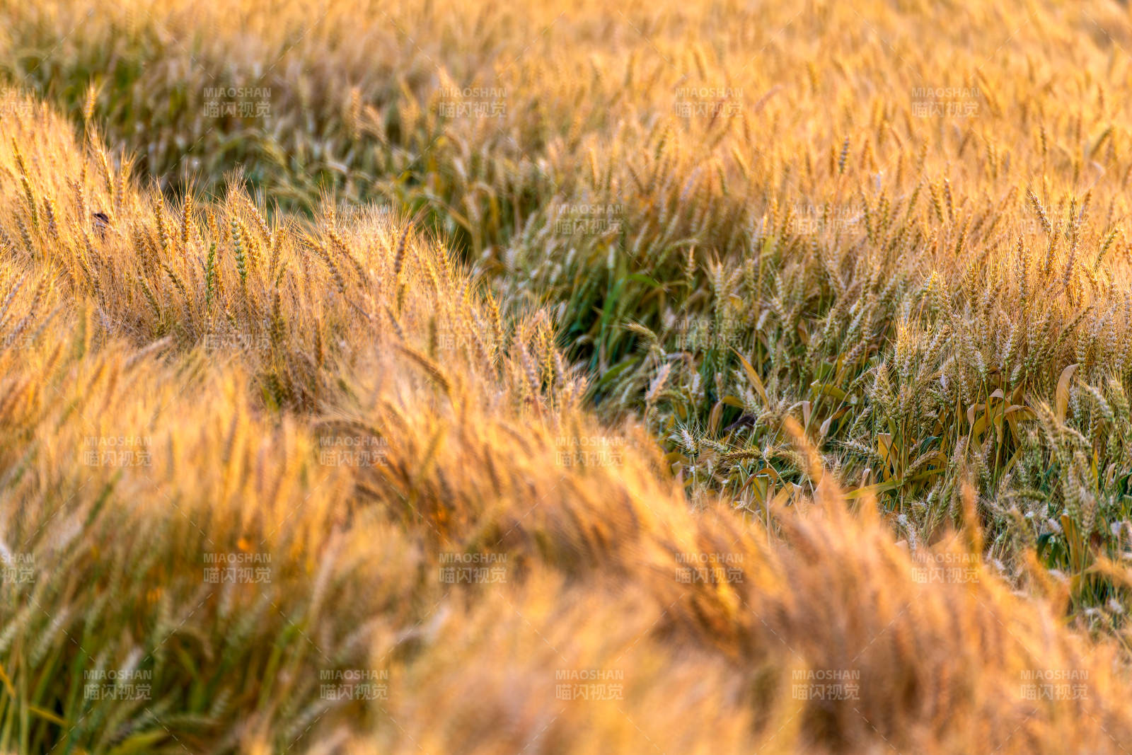 金浪翻涌麦田图片