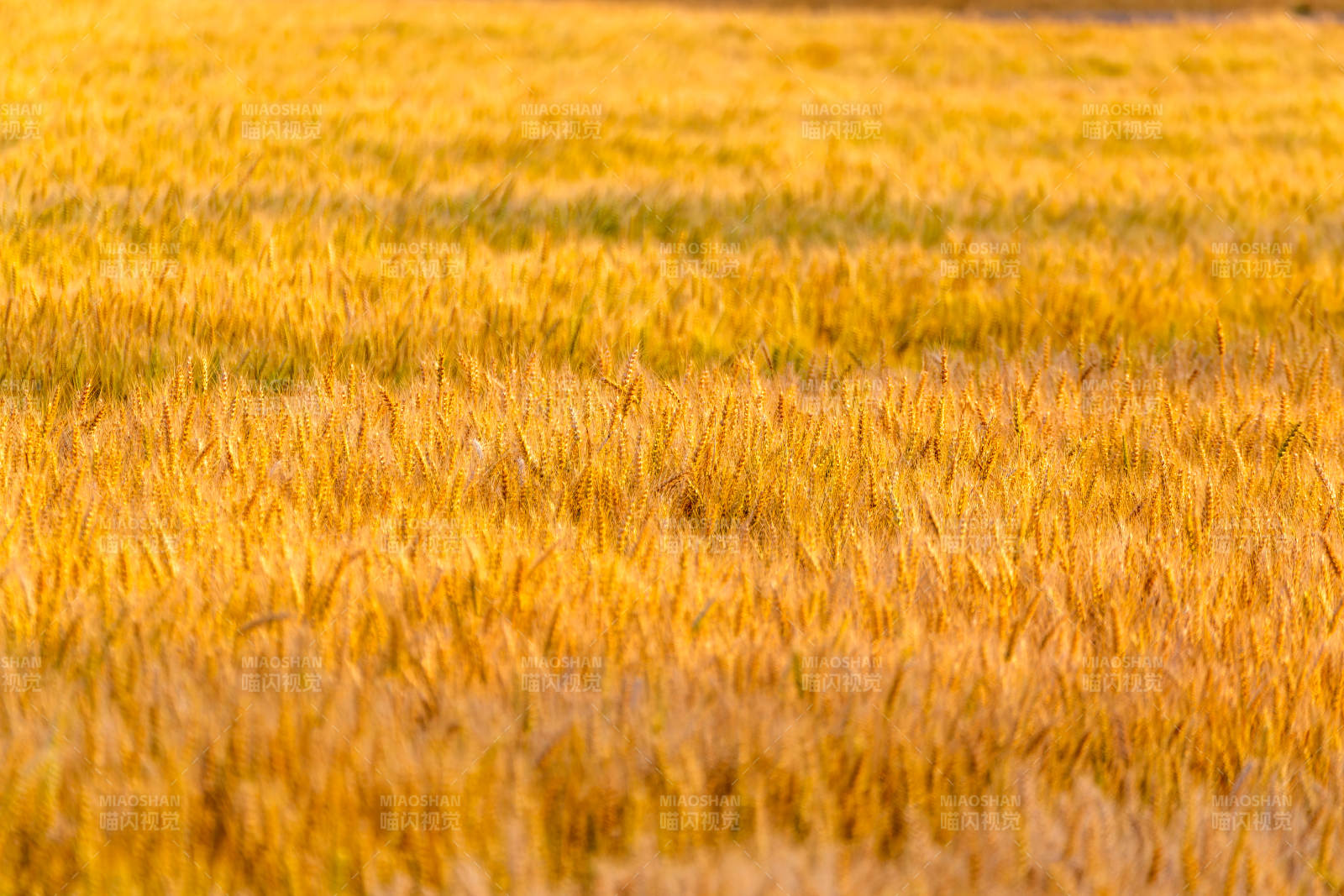 金黄麦田丰收景图片