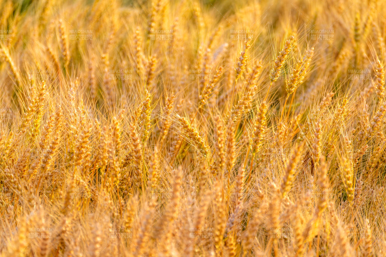金黄麦浪翻涌图片