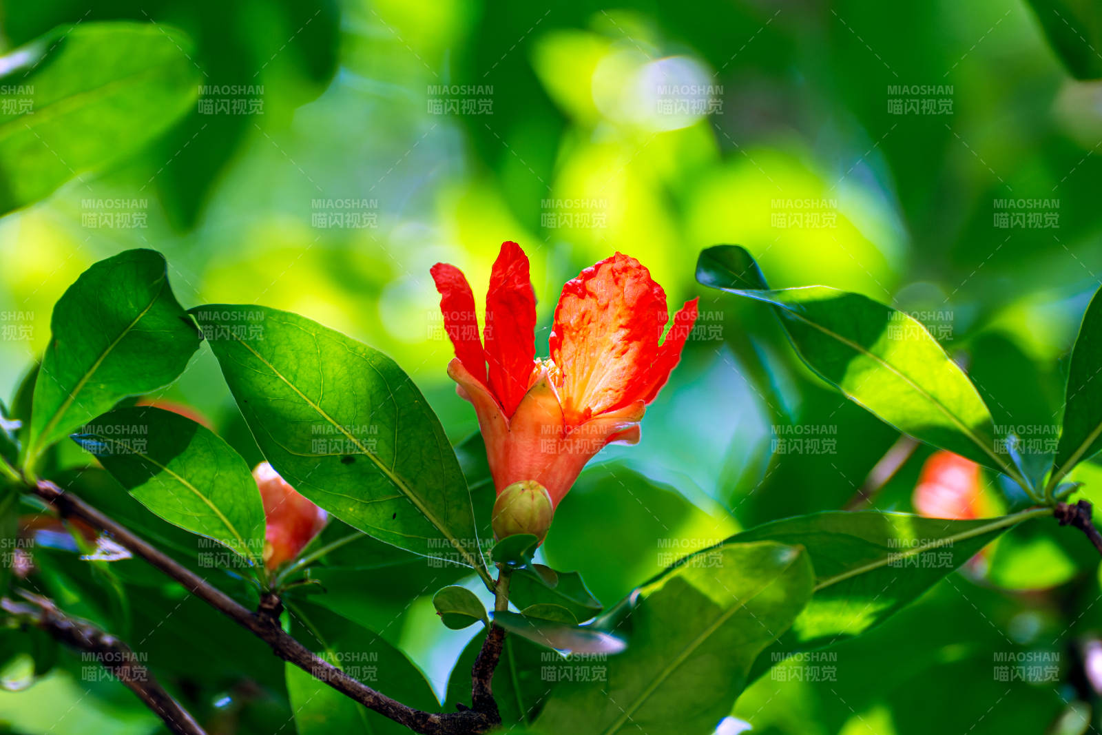 石榴花绿叶映阳光图片