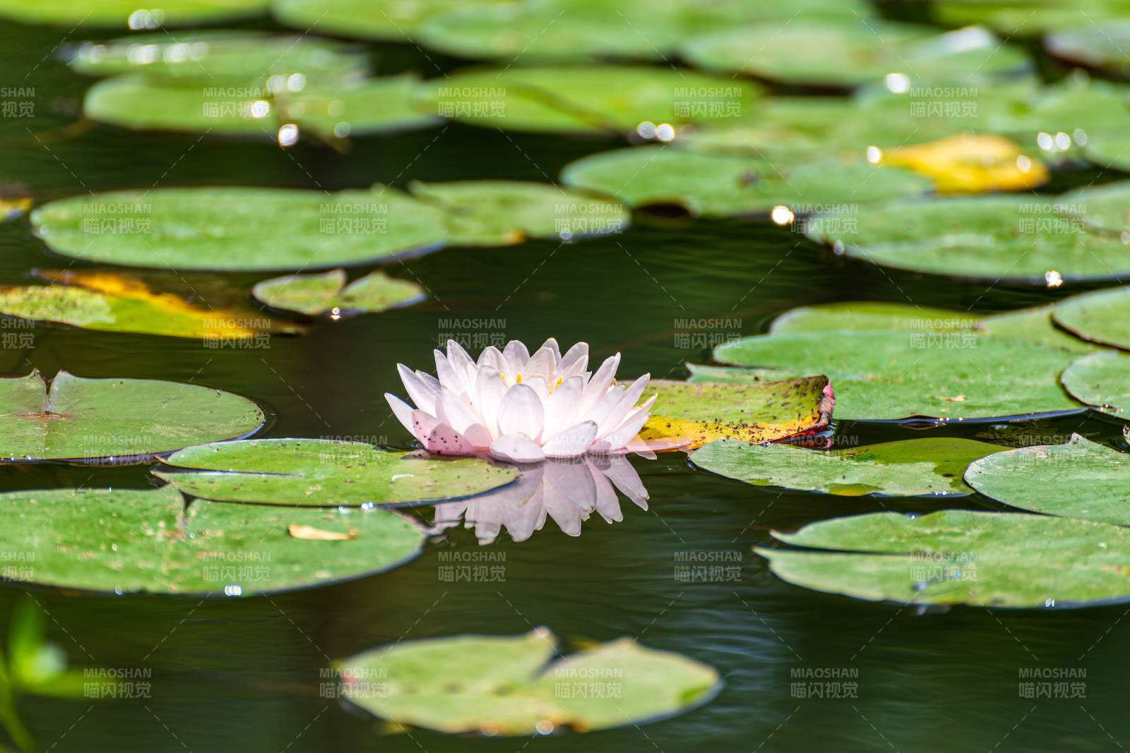 荷花静谧水面图片