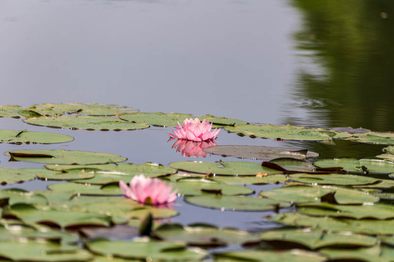 池塘睡莲静谧绽放图片