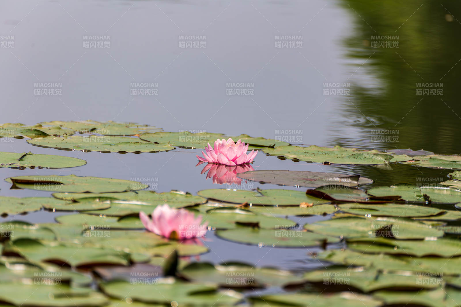 池塘睡莲静谧绽放图片