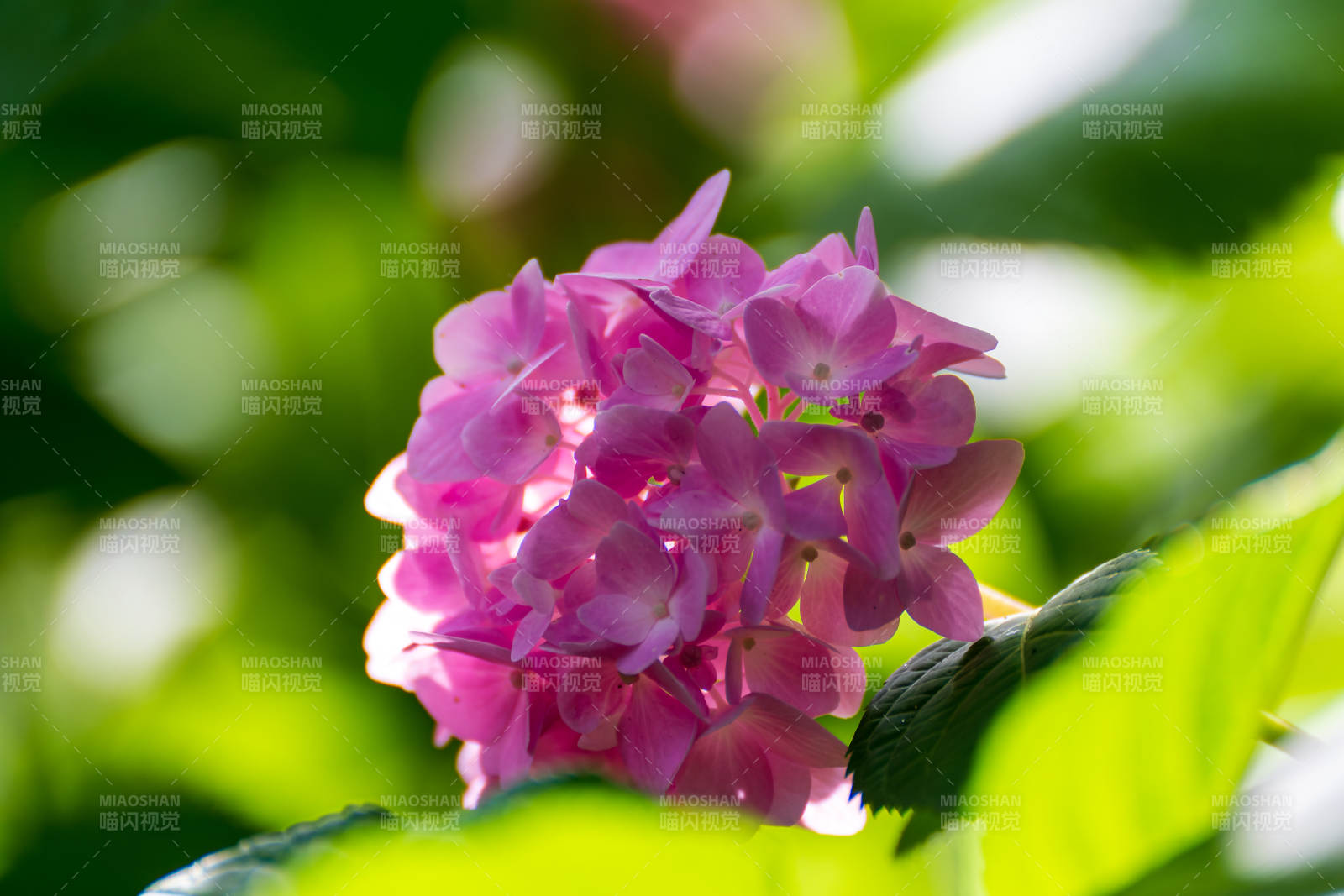 粉紫绣球花绽放图片