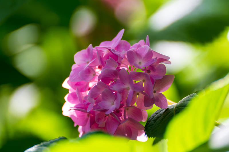 粉紫绣球花绽放图片